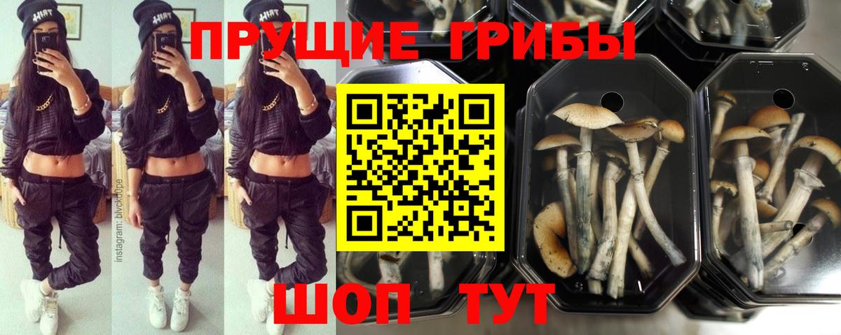 Симферополь  Псилоцибиновые грибы Cubensis  Вход с VPN  Псилоцибиновые грибы ЛСД 
